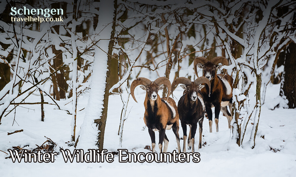 Winter Wildlife Encounters